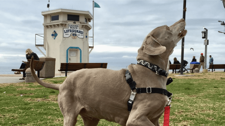 Scooby at Laguna Beach Historic Lifeguard Tower