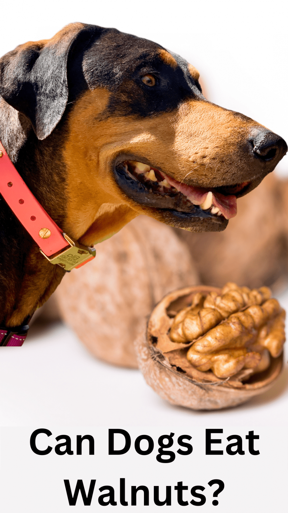 Can Dogs Eat Walnuts Pin