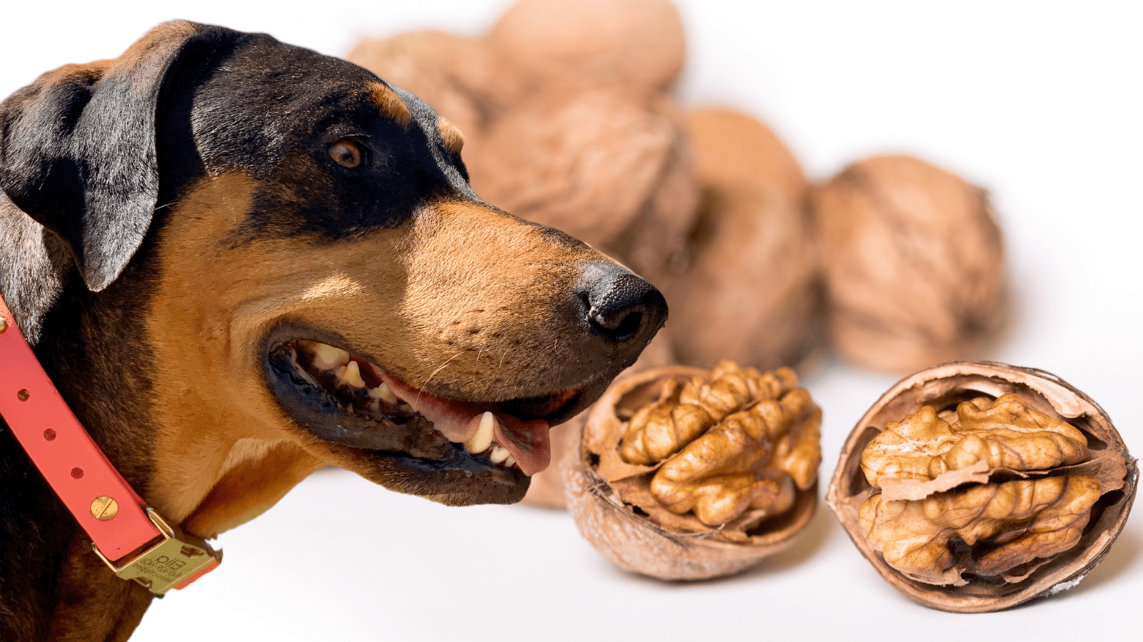Can Dogs Eat Walnuts?  