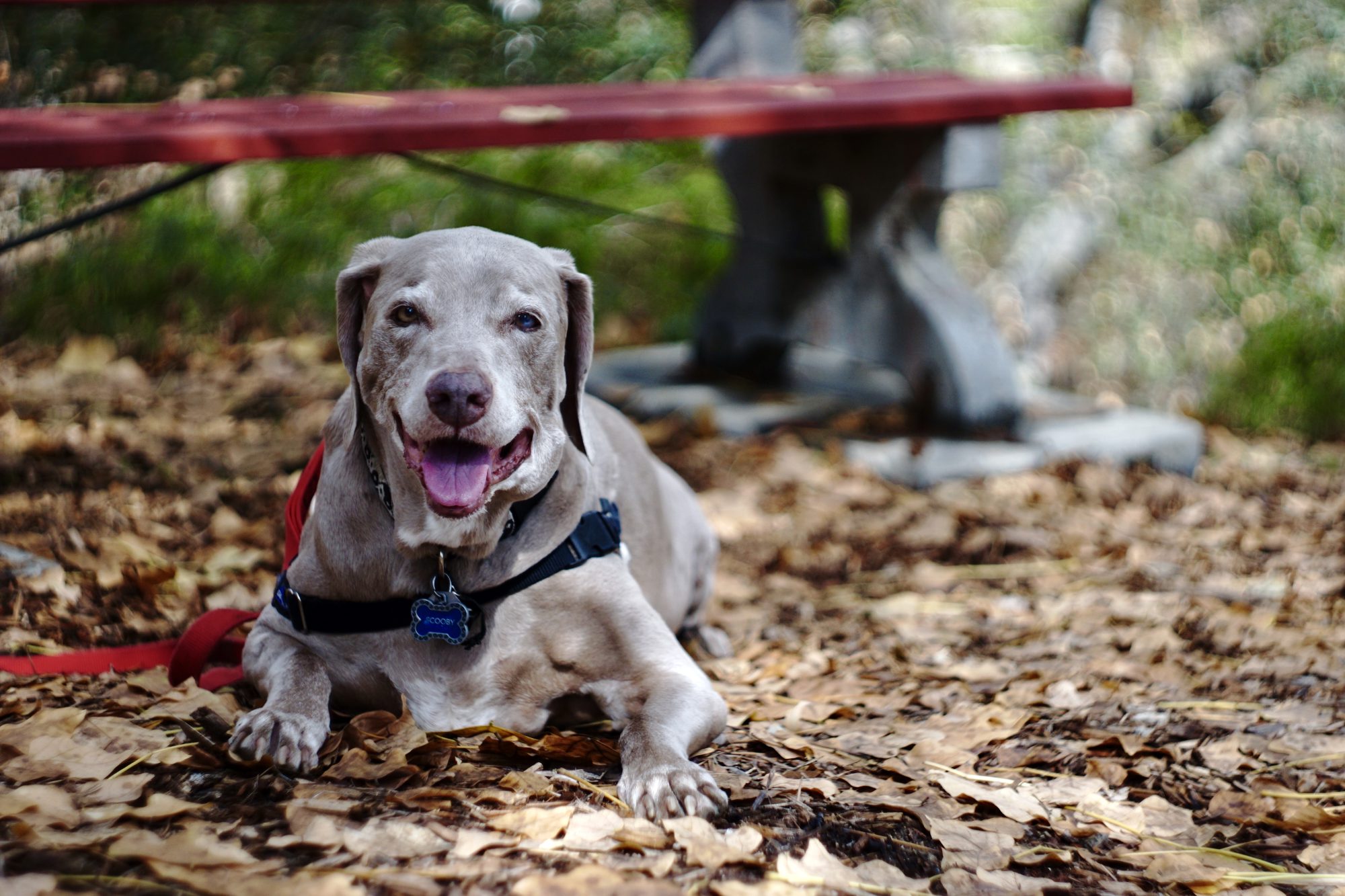 Scooby Smith Relaxing at the original bench where his Garden Bench awaits Fwiends