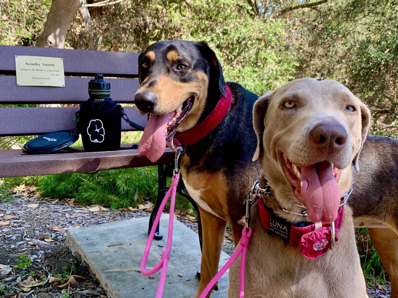 Ella and Luna Visiting Scooby's Memorial Garden Bench