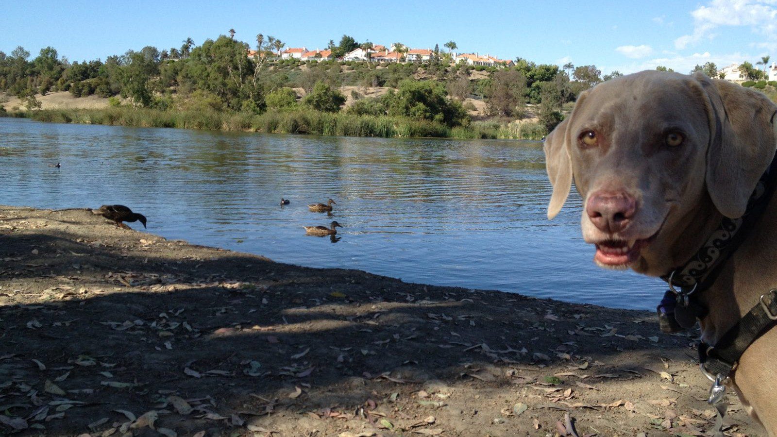 Scooby Enjoying the Scenery at Laguna Niguel Regional Park