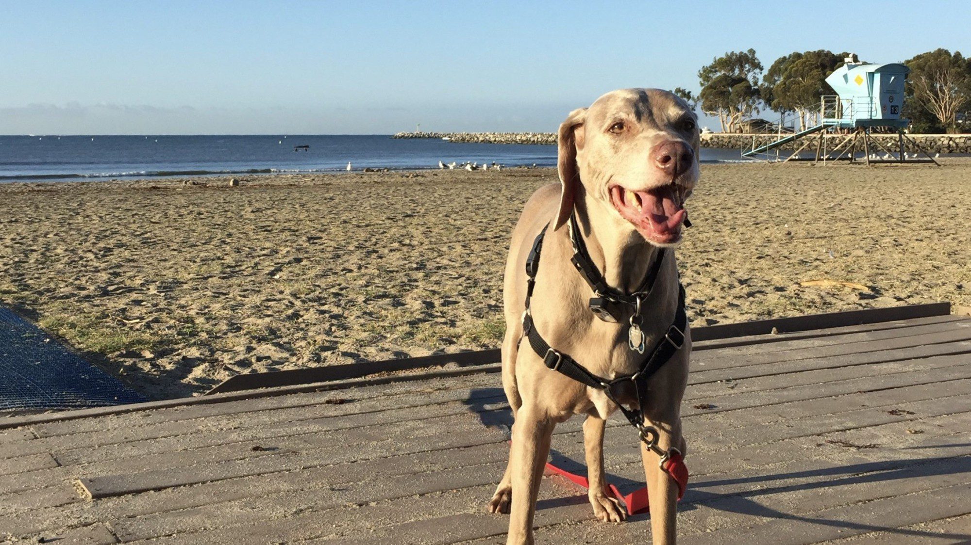 Scooby at Doheny State Beach