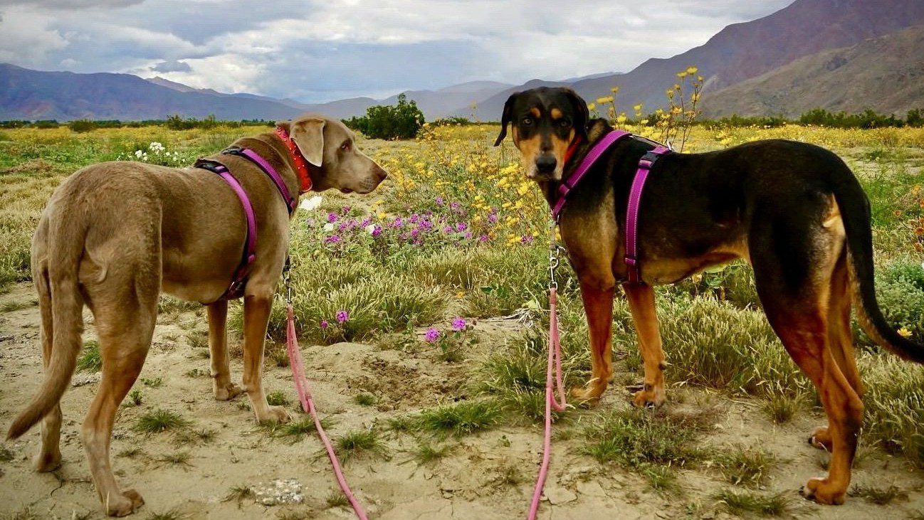 Ella and Luna Exploring Wildflowers in Anza Borrego