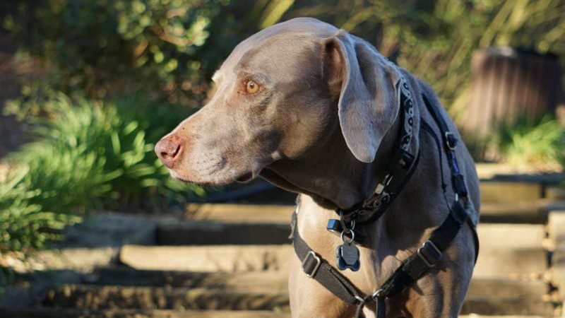 Scooby Strolling at Niguel Botanical Preserve