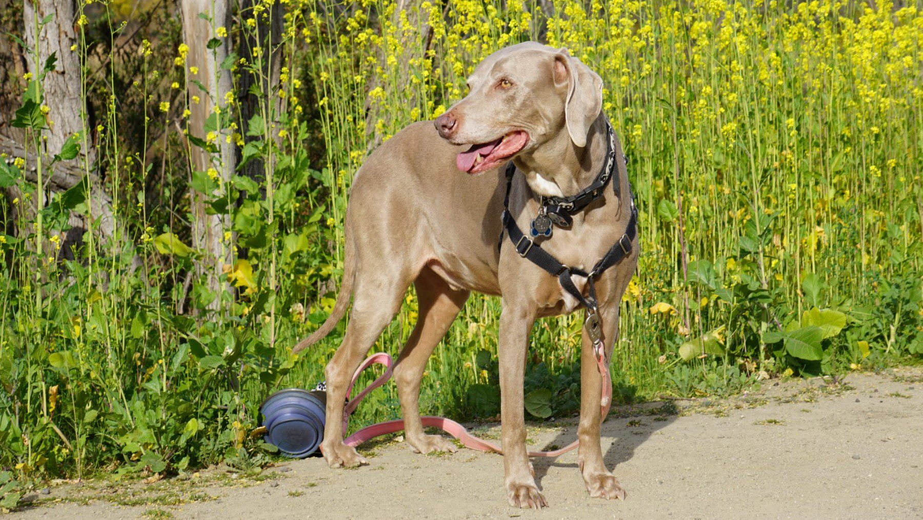 Scooby Smith at Laguna Niguel Regional Park