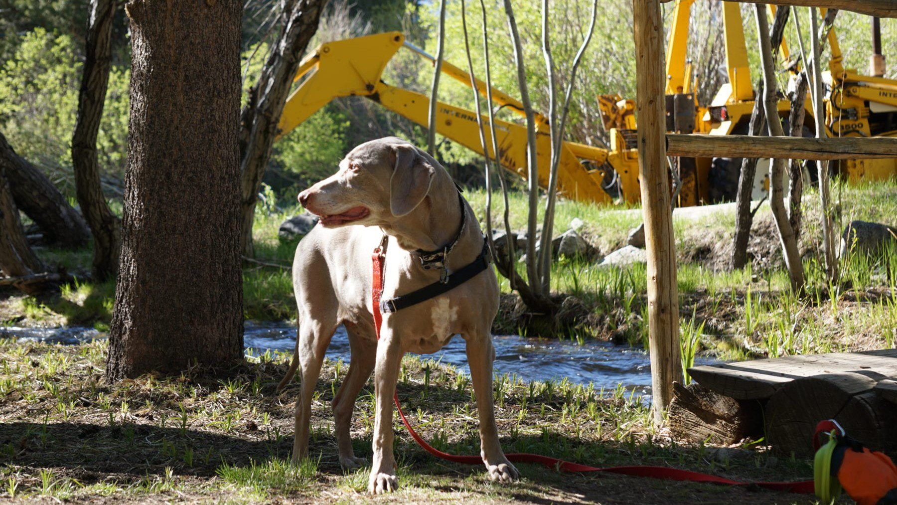 June Lake Dog Friendly Cabins