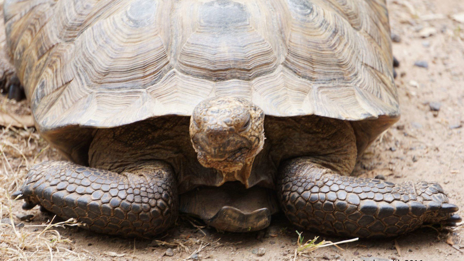 Henry the Desert Tortoise