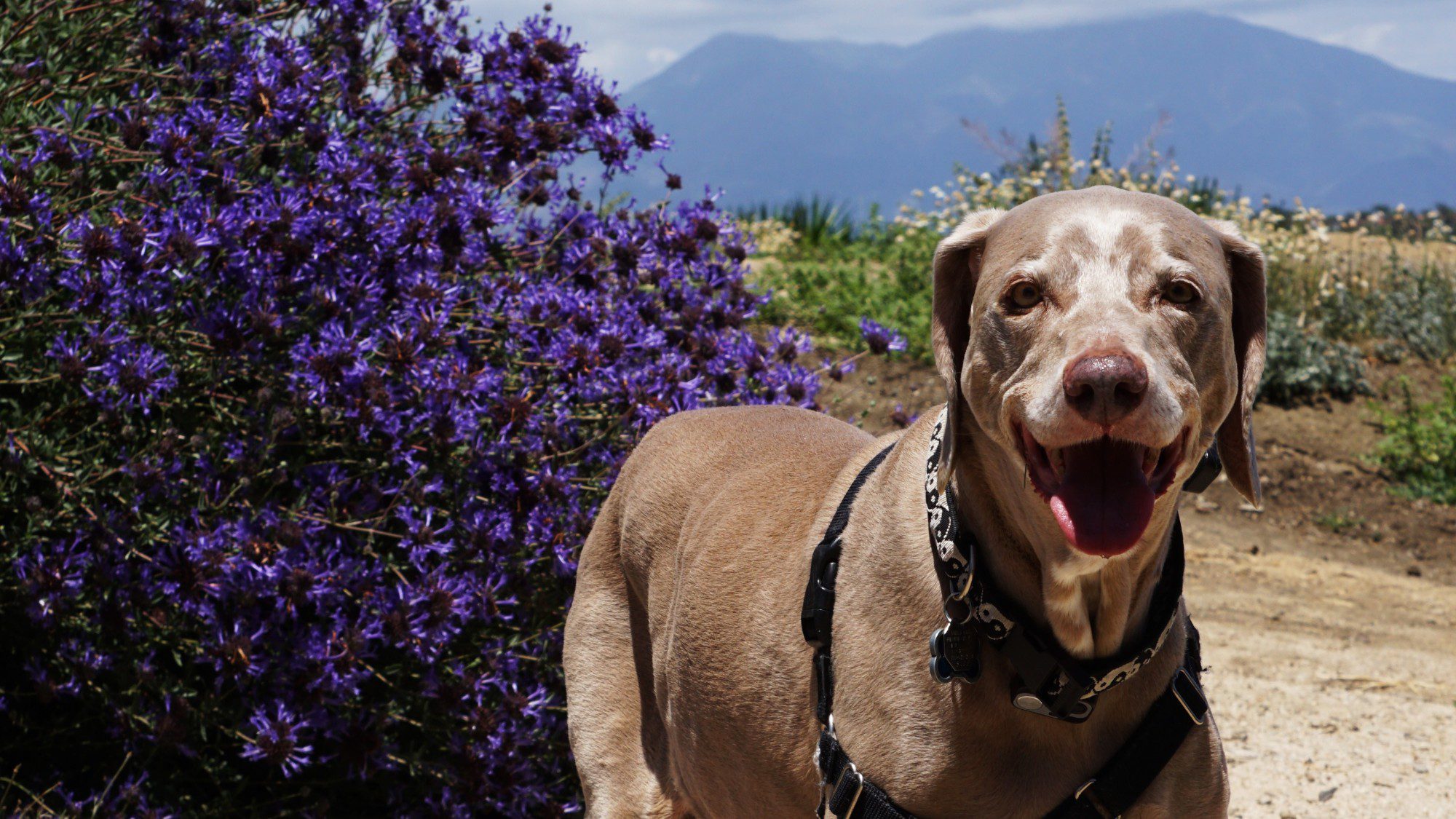 Scooby Exploring Niguel Botanical Preserve