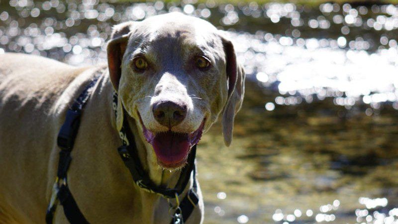Essentials for Your BEST Dog Friendly Vacation
