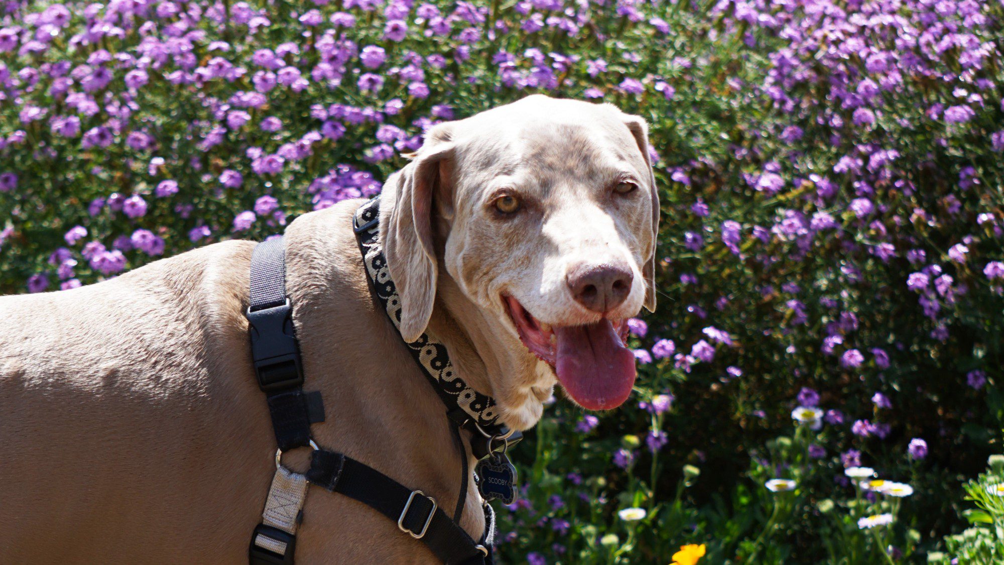 Scooby Exploring Niguel Botanical Preserve, Laguna Niguel, CA