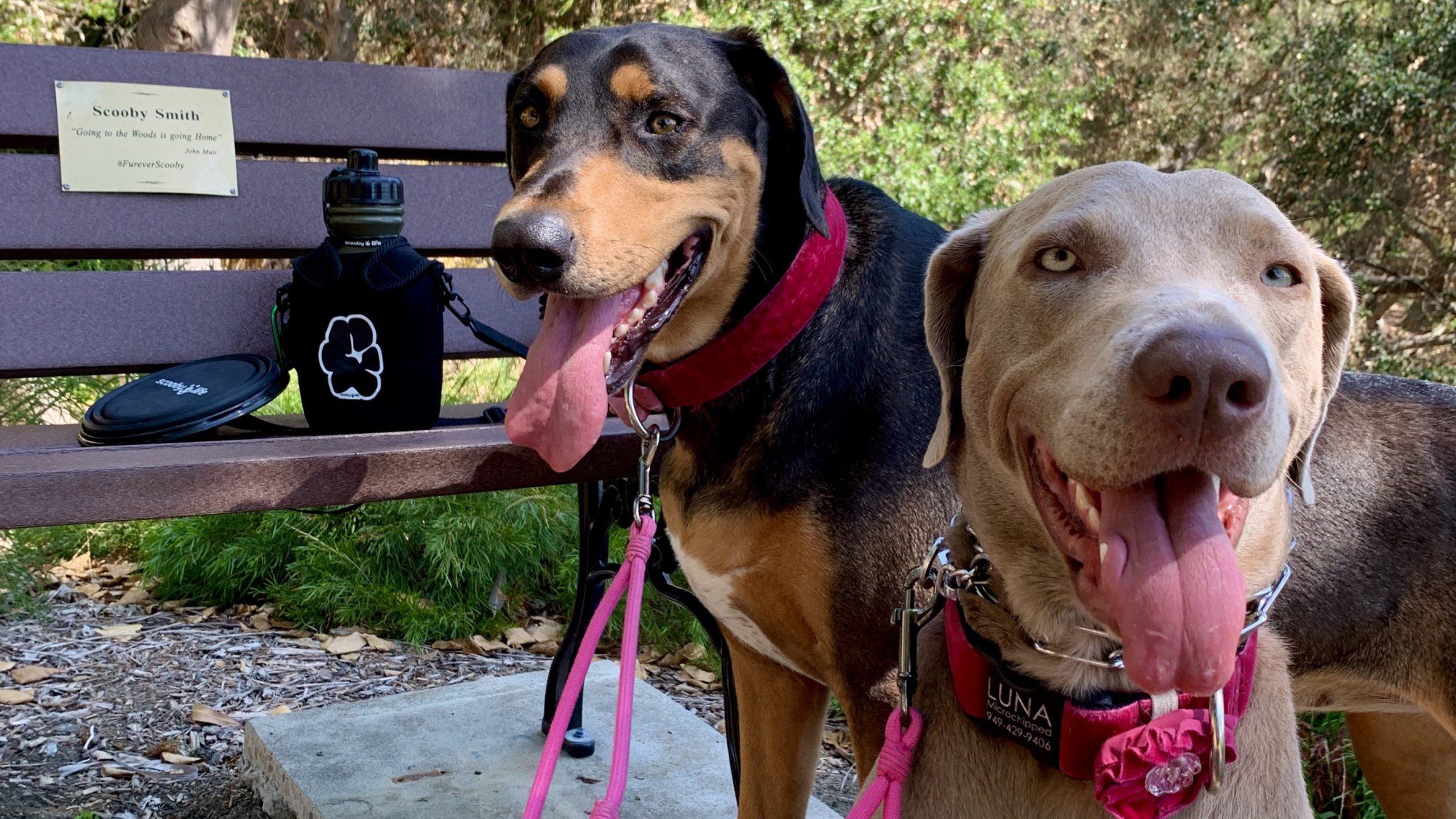 Ella and Luna Enjoying ScoobySunday at Scooby's Dedication Bench - Niguel Botanical Preserve