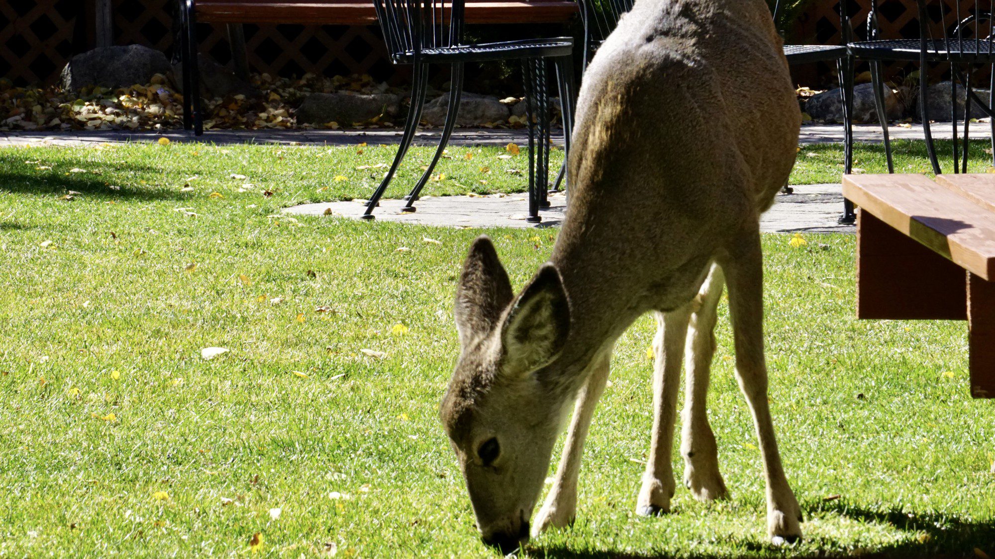 Mule Deer at Convict Lake Resort
