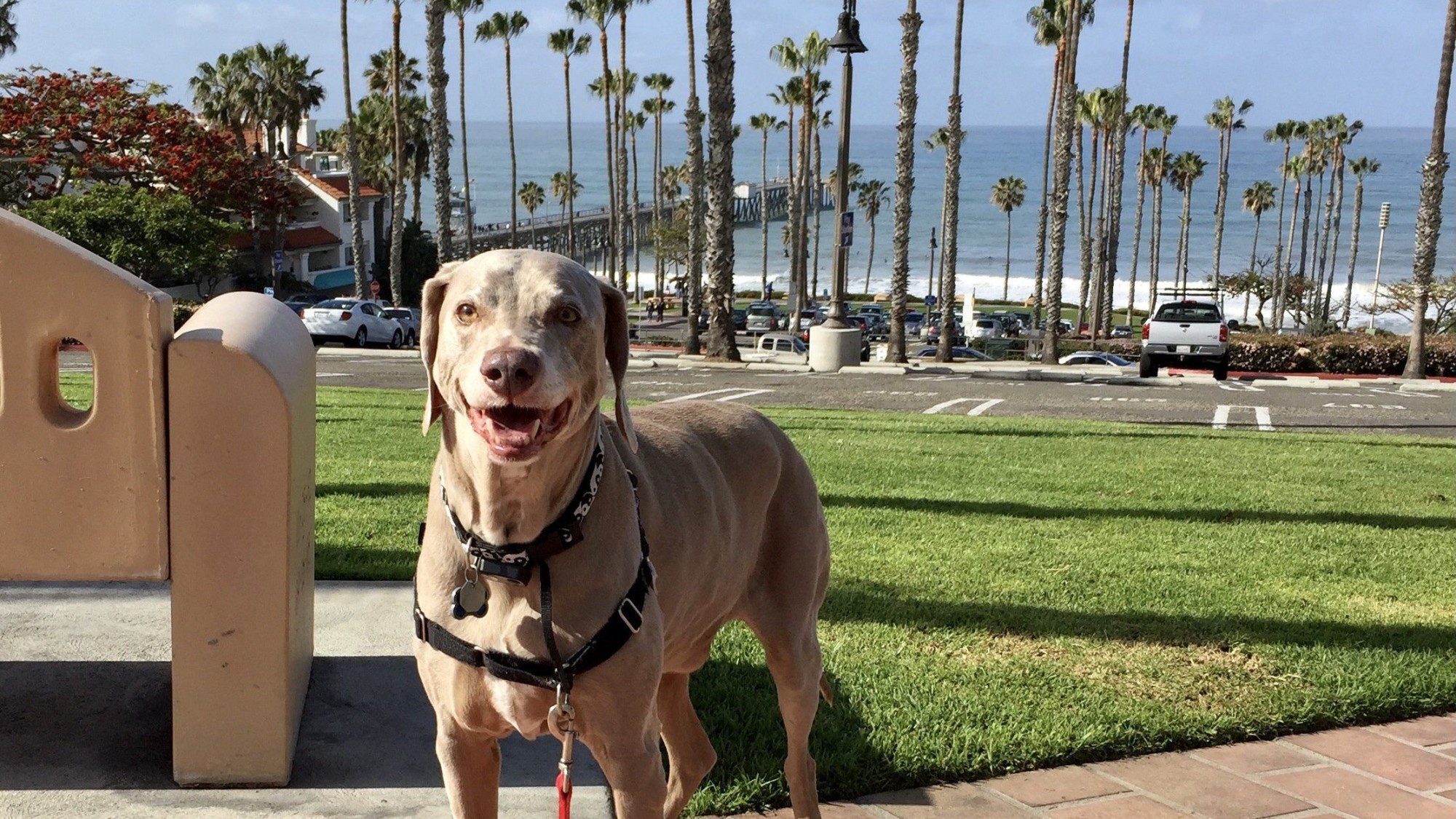 Pet Grief and Celebration