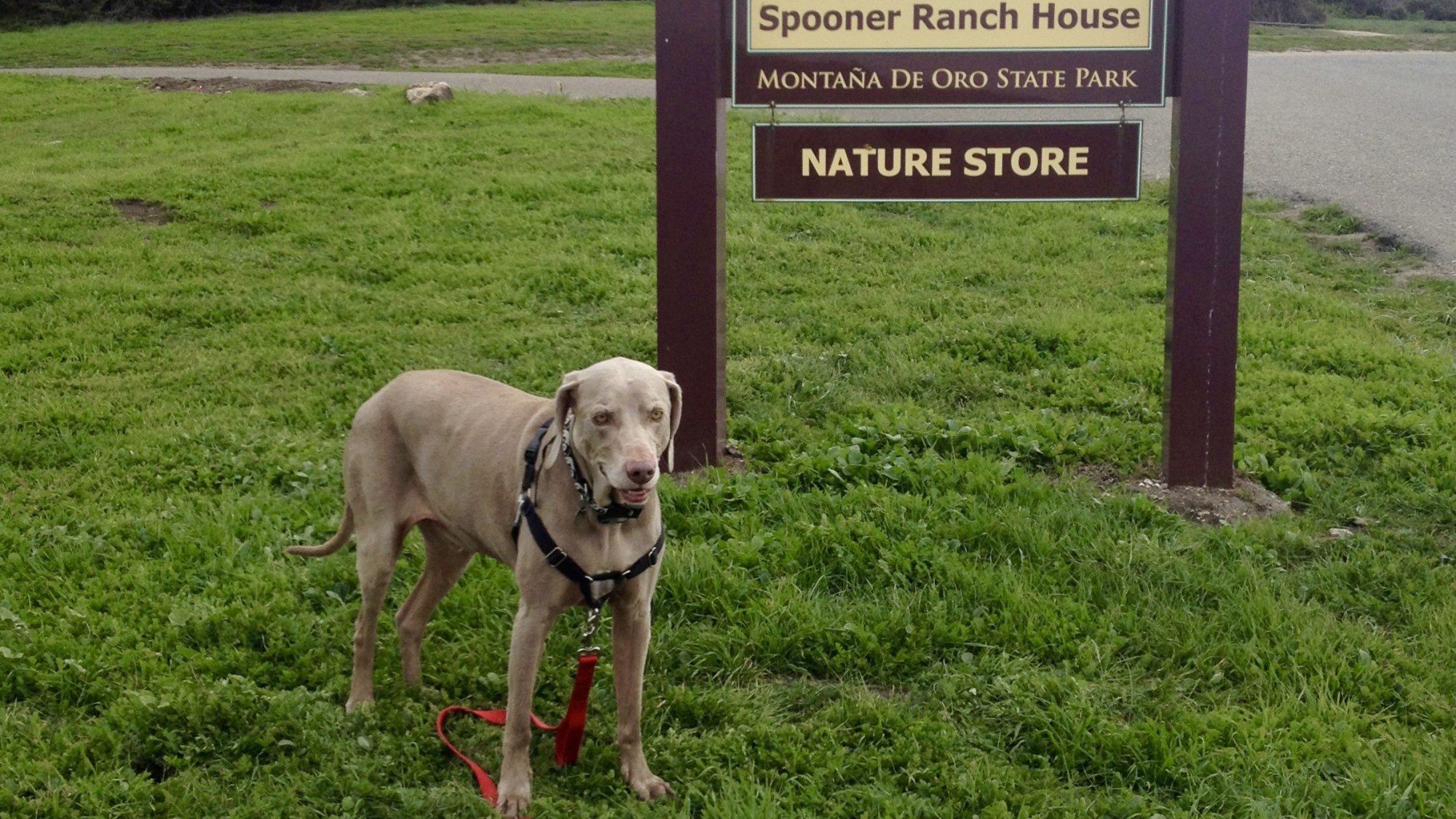 Scooby Checking in at Dog Friendly Montana De Oro State Park San Luis Obispo CA