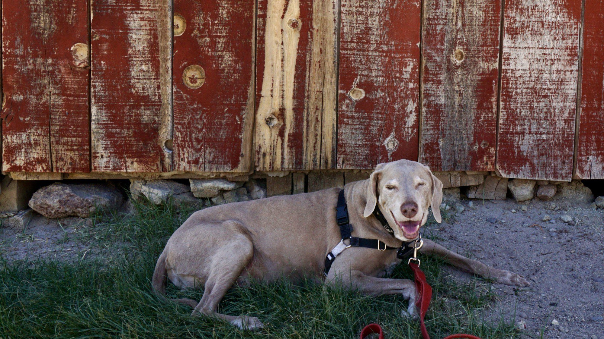 Scooby Enjoying Shade at the Red Barn in Bodie CA
