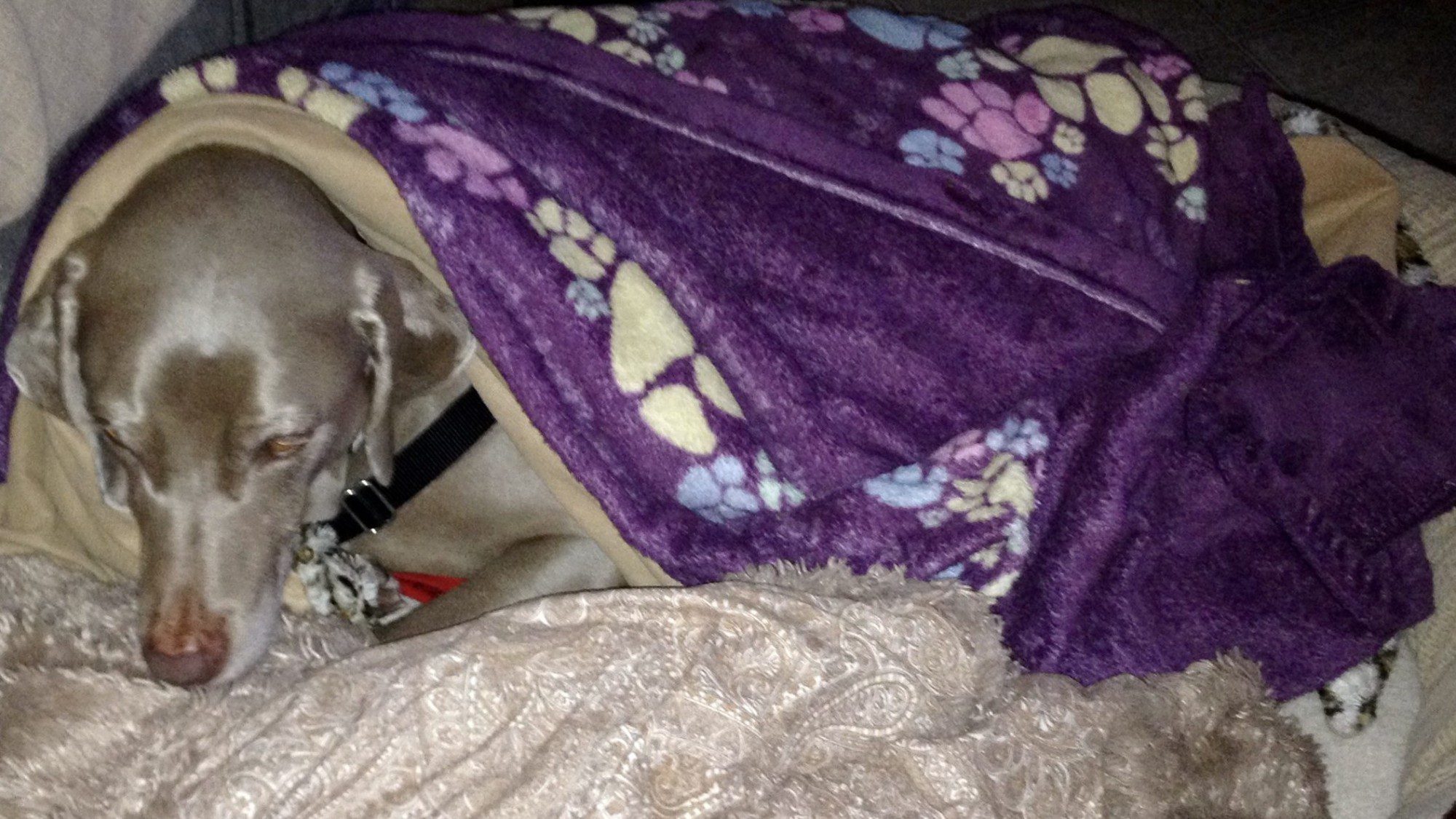 Scooby Smith All Tucked in For Bedtime Glamping with Paso Robles RV Rentals