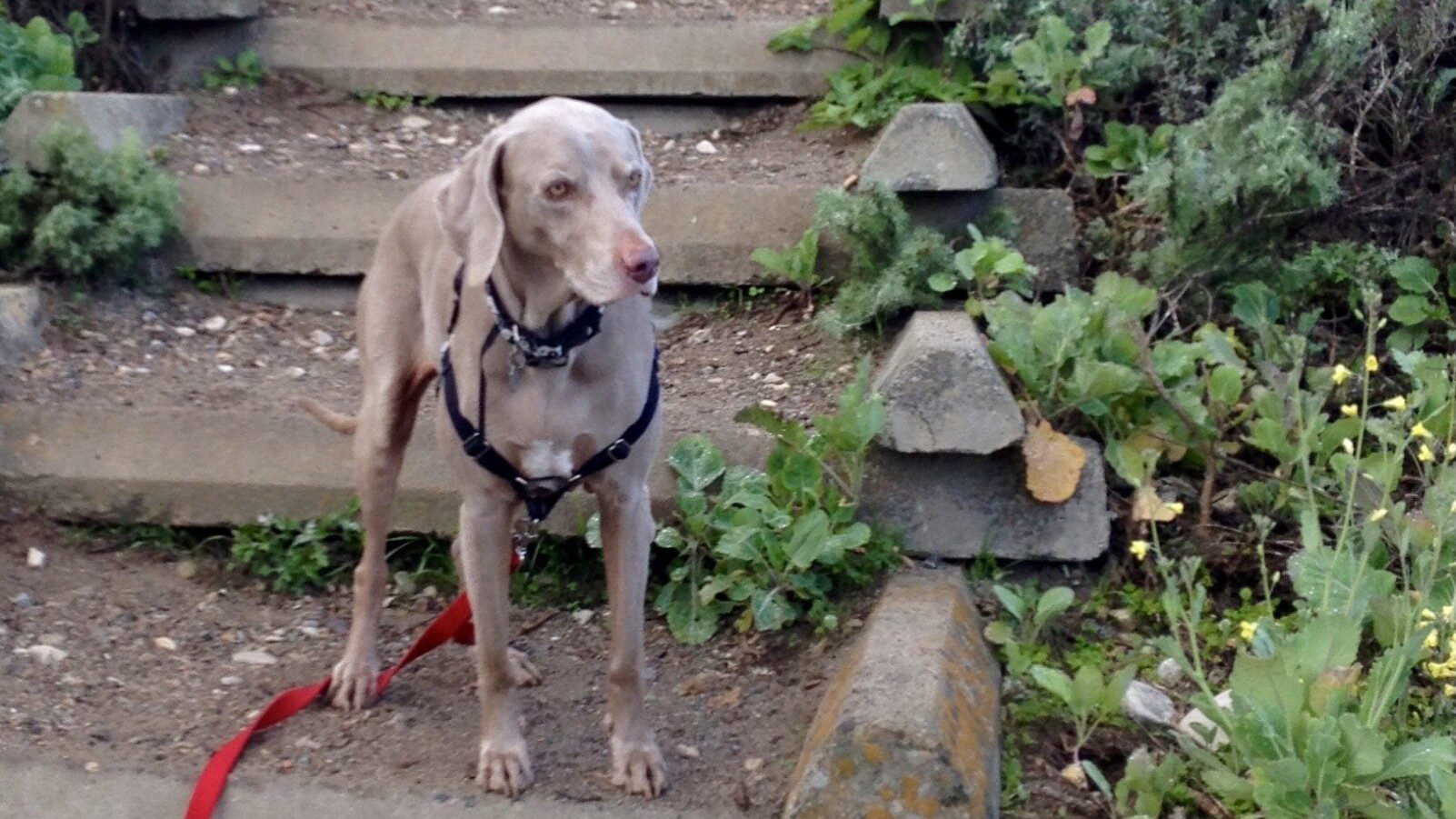 Scooby Smith Checking our Dog Beach at Montana de Oro, San Luis Obispo CA