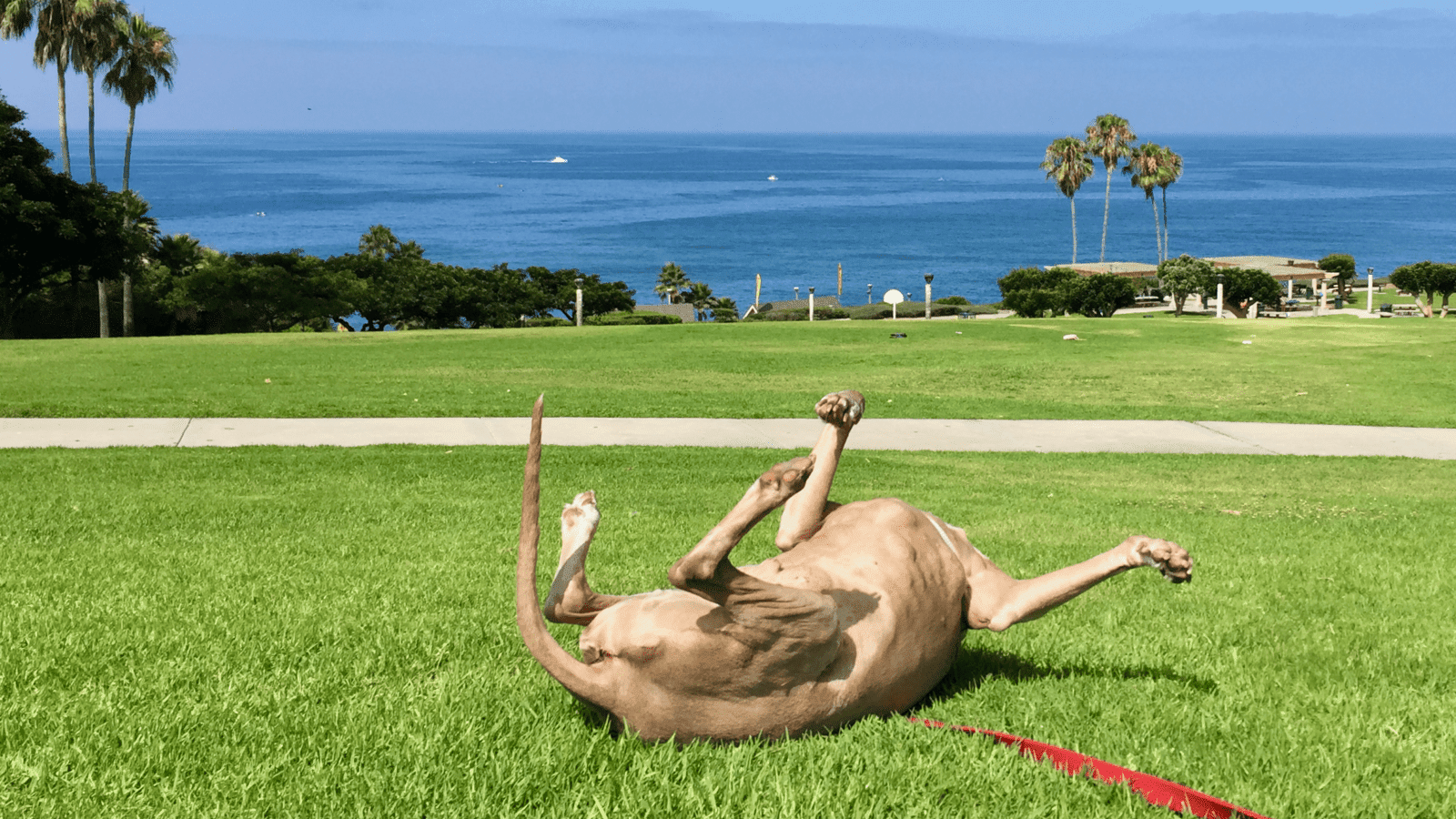 Scooby Smith Enjoying Salt Creek Beach Park