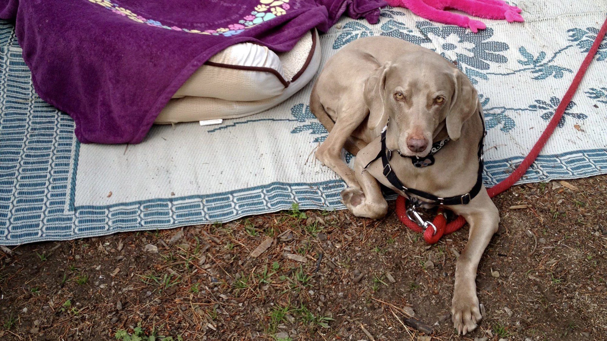 Scooby Smith Glamping at Dog Friendly Montana De Oro Campground San Luis Obispo CA
