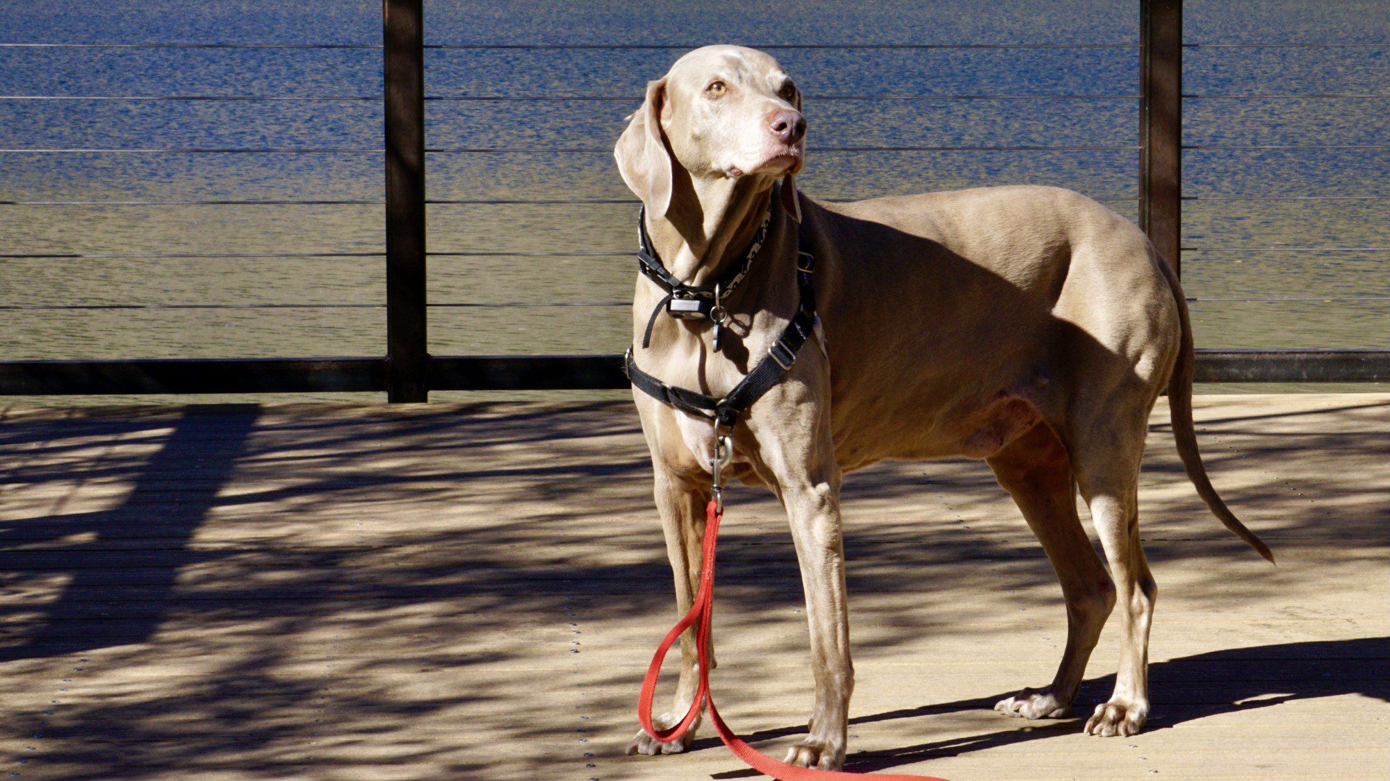 Scooby Smith at Dog Friendly Convict Lake
