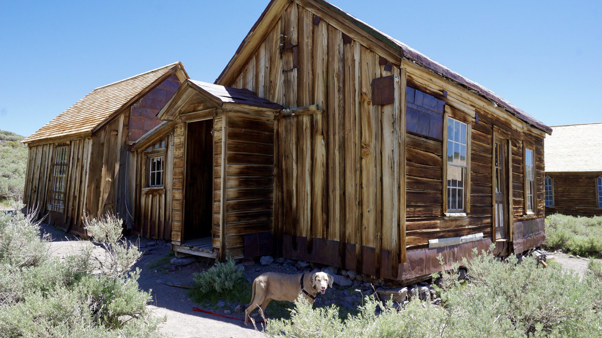 Scooby at Sherrif James Dolan's House Bodie CA