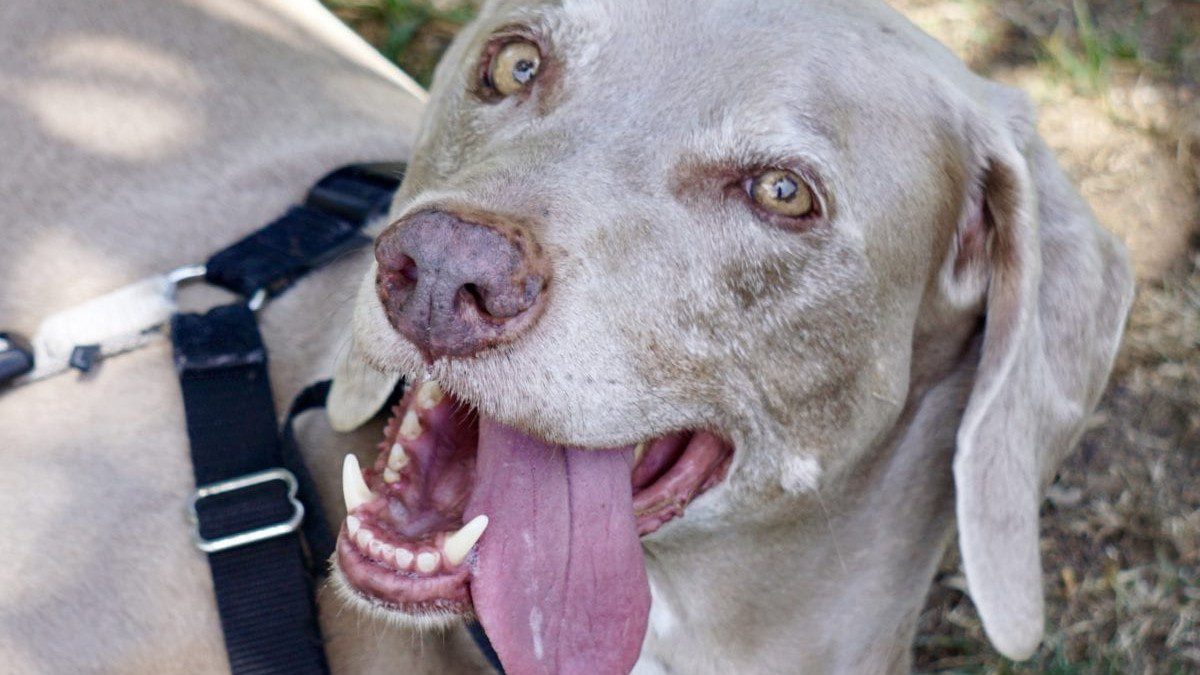 Celebrating Scooby Smiles!