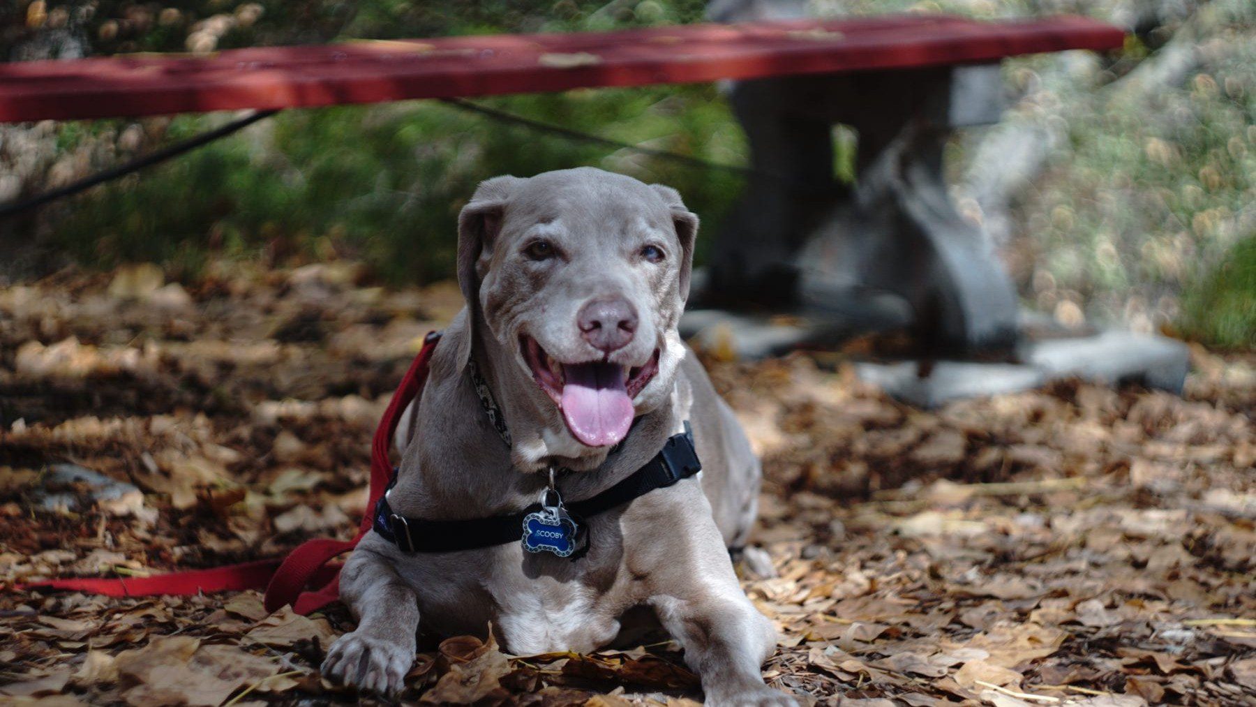 Scooby at his Favowite Bench at Niguel Botanical Preserve