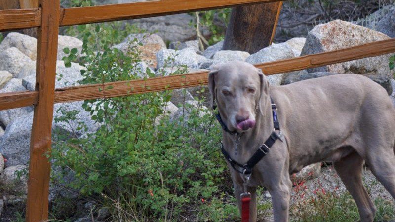 Scooby Checking in at Parcher's Resort, Bishop, CA