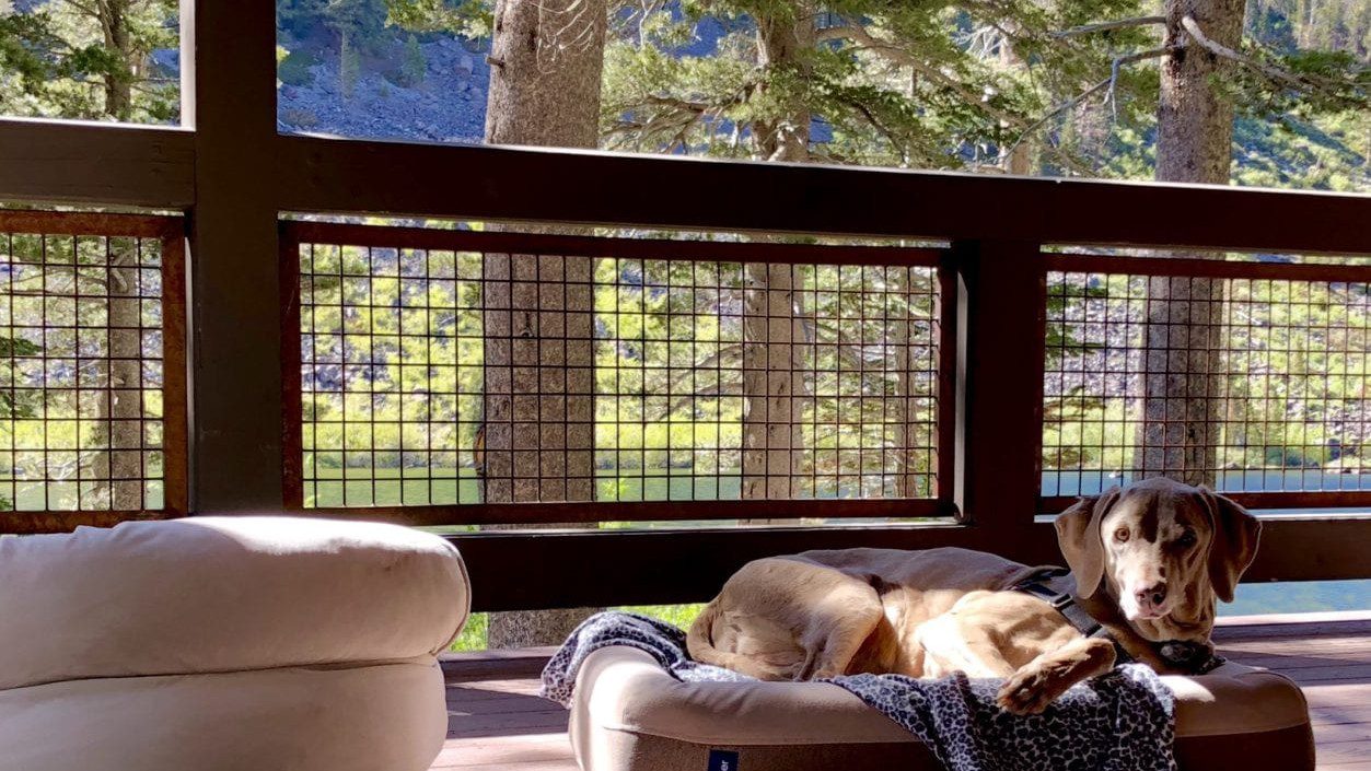 Scooby Smith featured in Bring Fido's Lakefront Vacations with Fido blog!