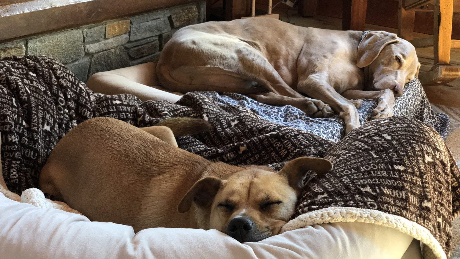 Scooby & Becky Relaxing on PawCation, Tamarack Lodge, Mammoth, CA