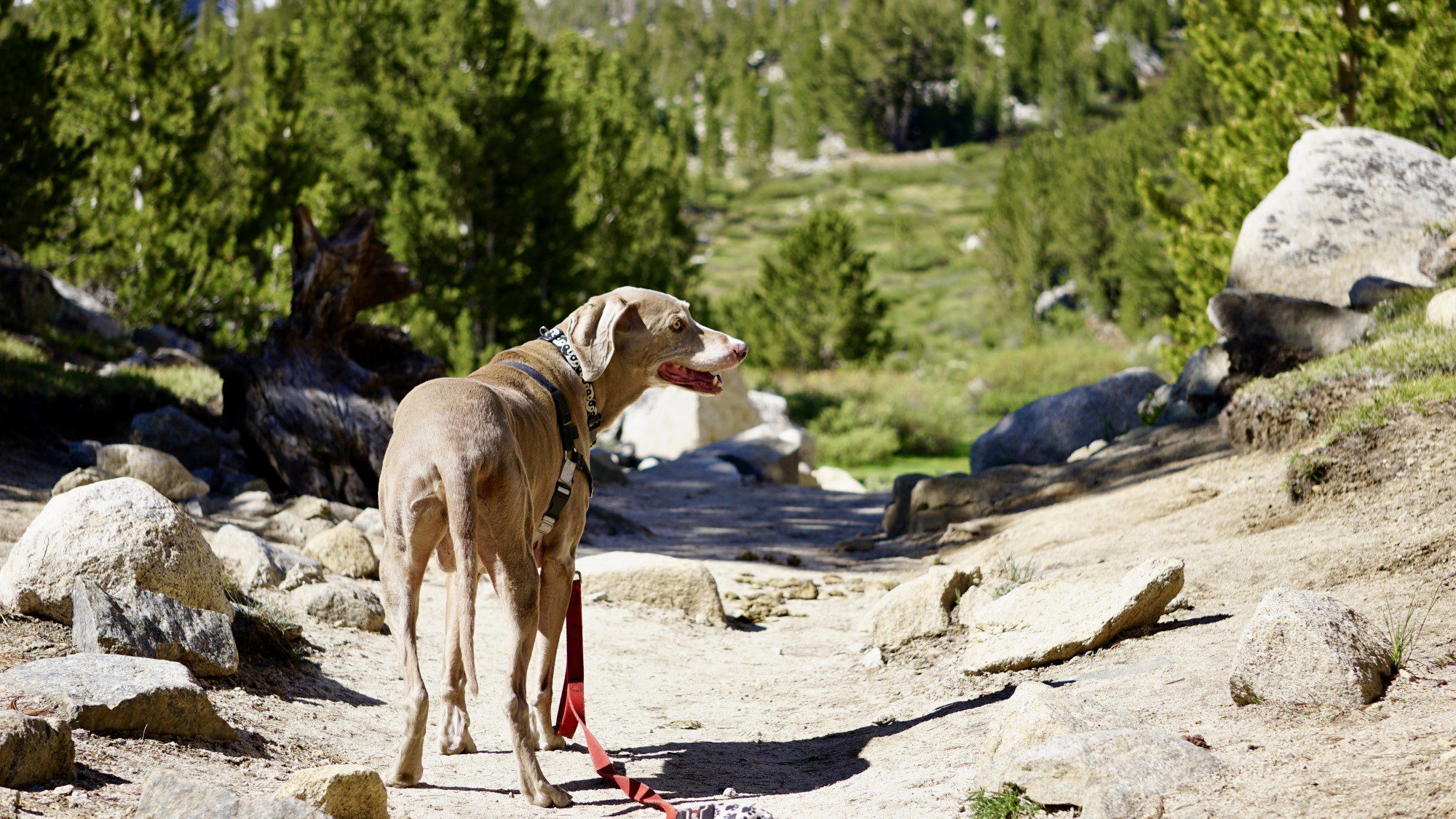 Scooby Smith Hiking to Box Lake on Little Lakes Trail in Rock Creek