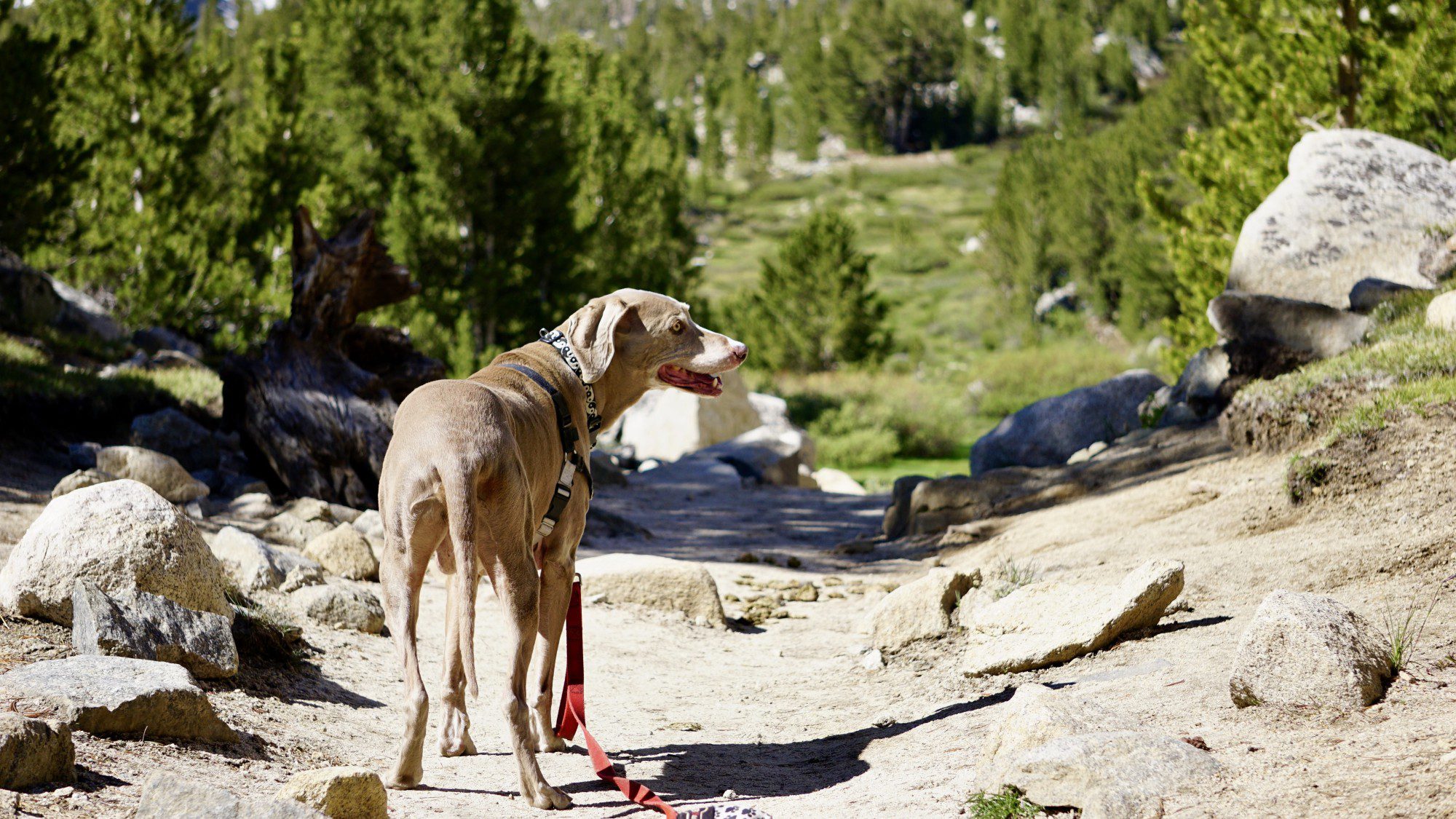 Scooby Smith Hiking to Box Lake on Little Lakes Trail in Rock Creek