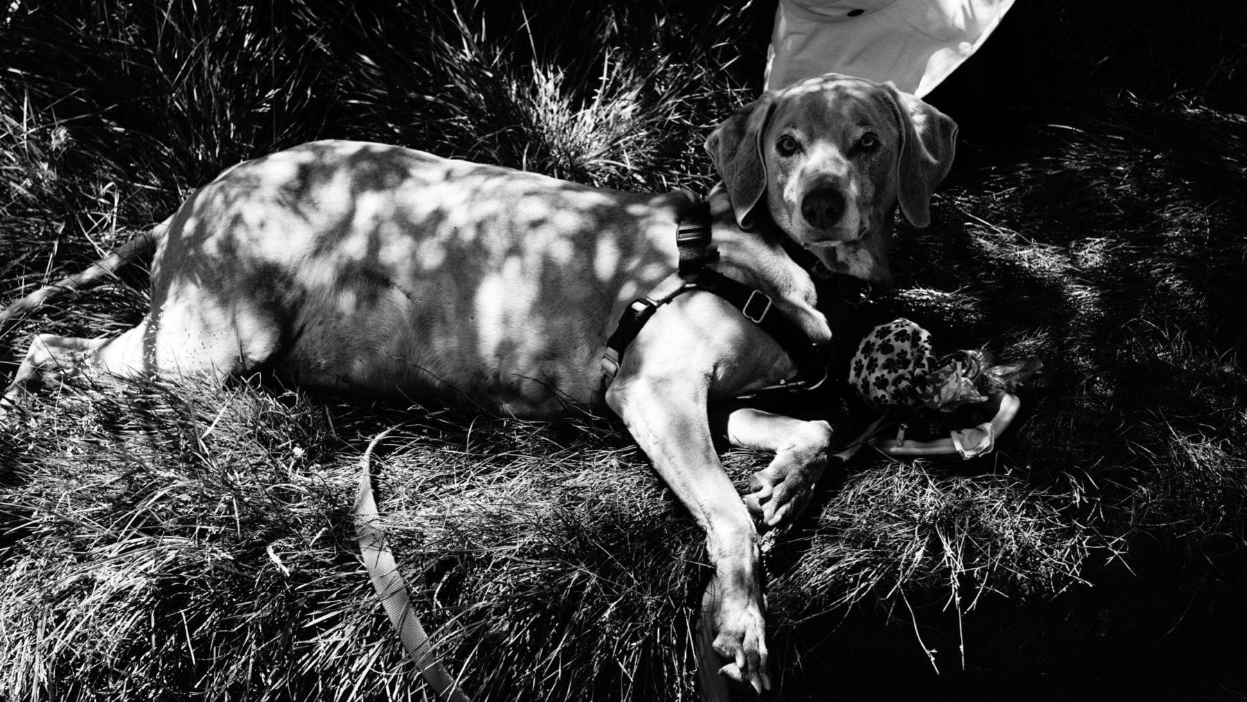 Scooby Relaxing at North Lake, Bishop, CA Eastern Sierra