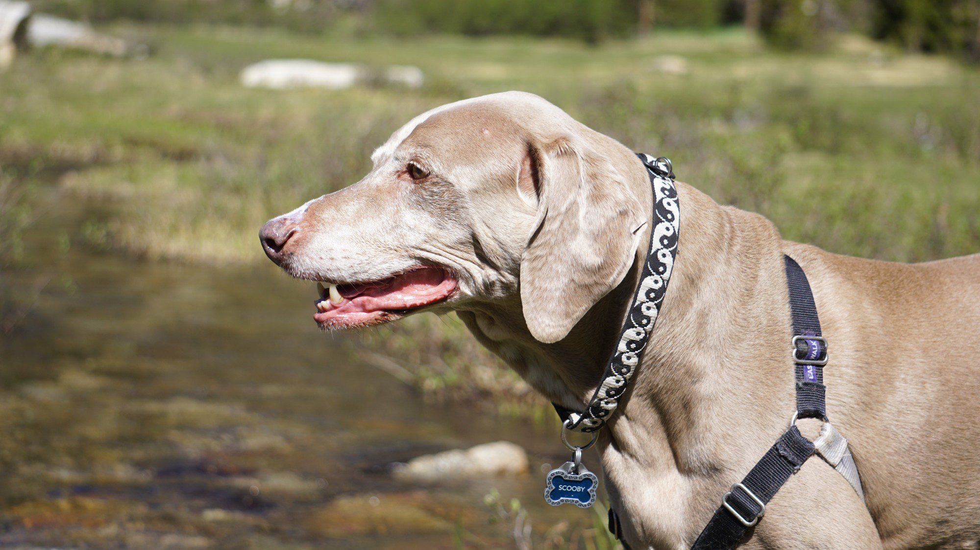 Scooby Hiking Little Lakes Valley Trail