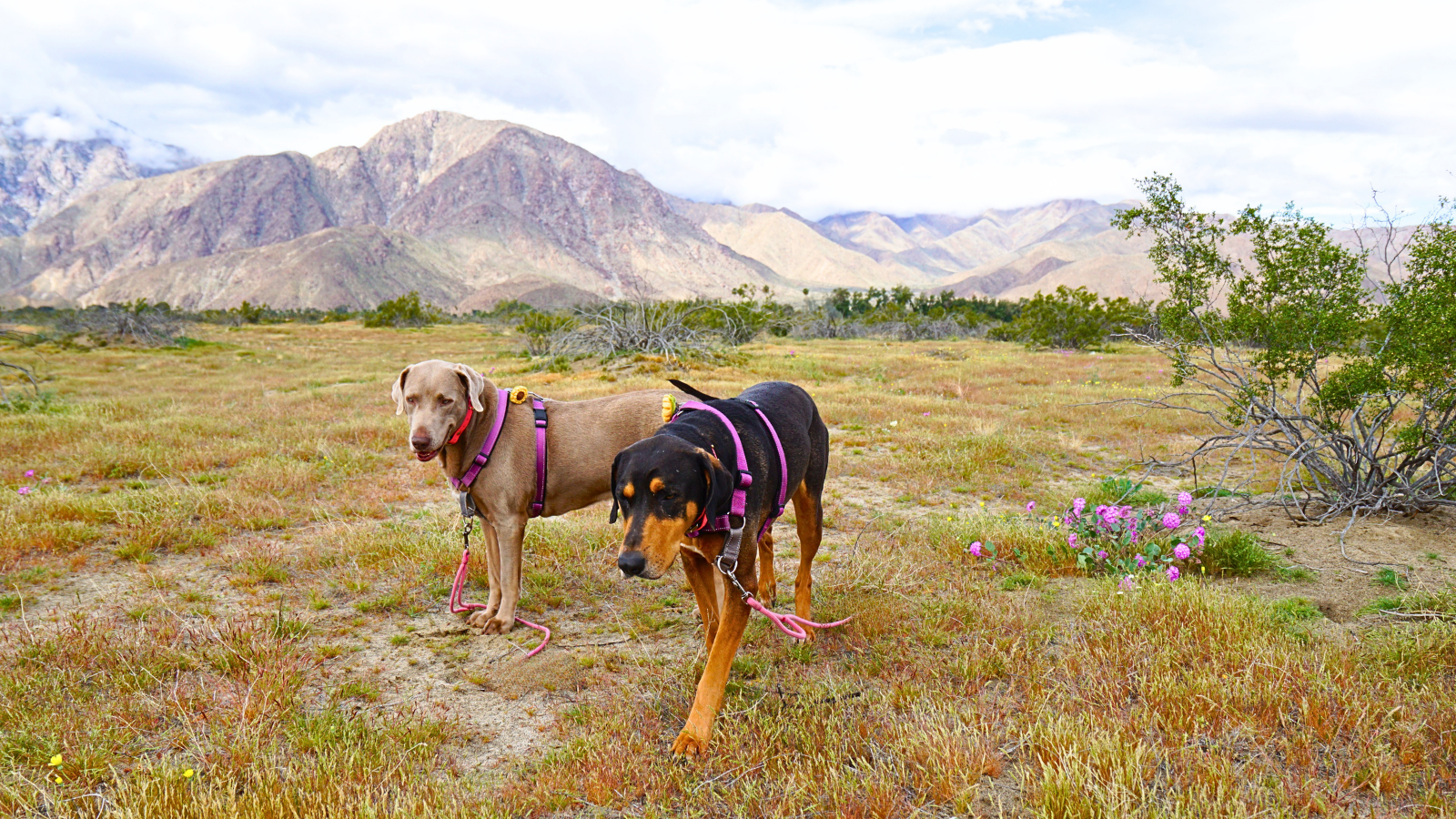 Luna and Ella Borrego Springs Wildflower Season