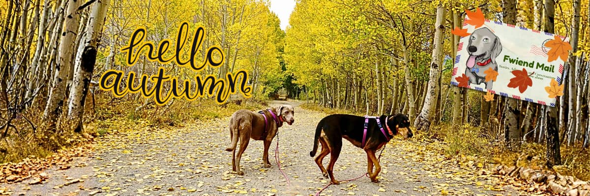 Hello Autumn 🍂 A little PawVenture gift from us